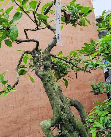 盆根错节146号盆景树桩线条优雅造型多变视频号老鸦柿弹子盆景发布