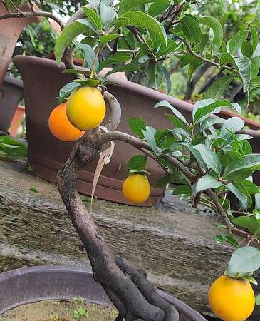 老鸦柿盆景有什么特点，怎么养？火红的果子真诱人！
