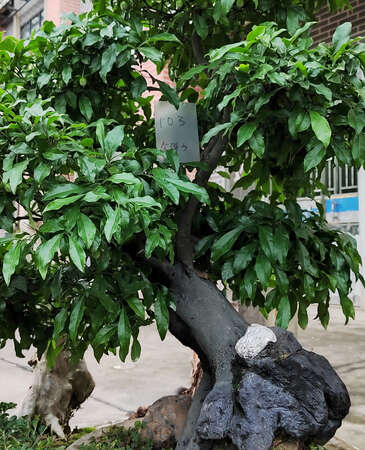 血红果老鸦柿弹子103号，血红车厘子老鸦柿弹子，别墅造景血红果老鸦柿弹子