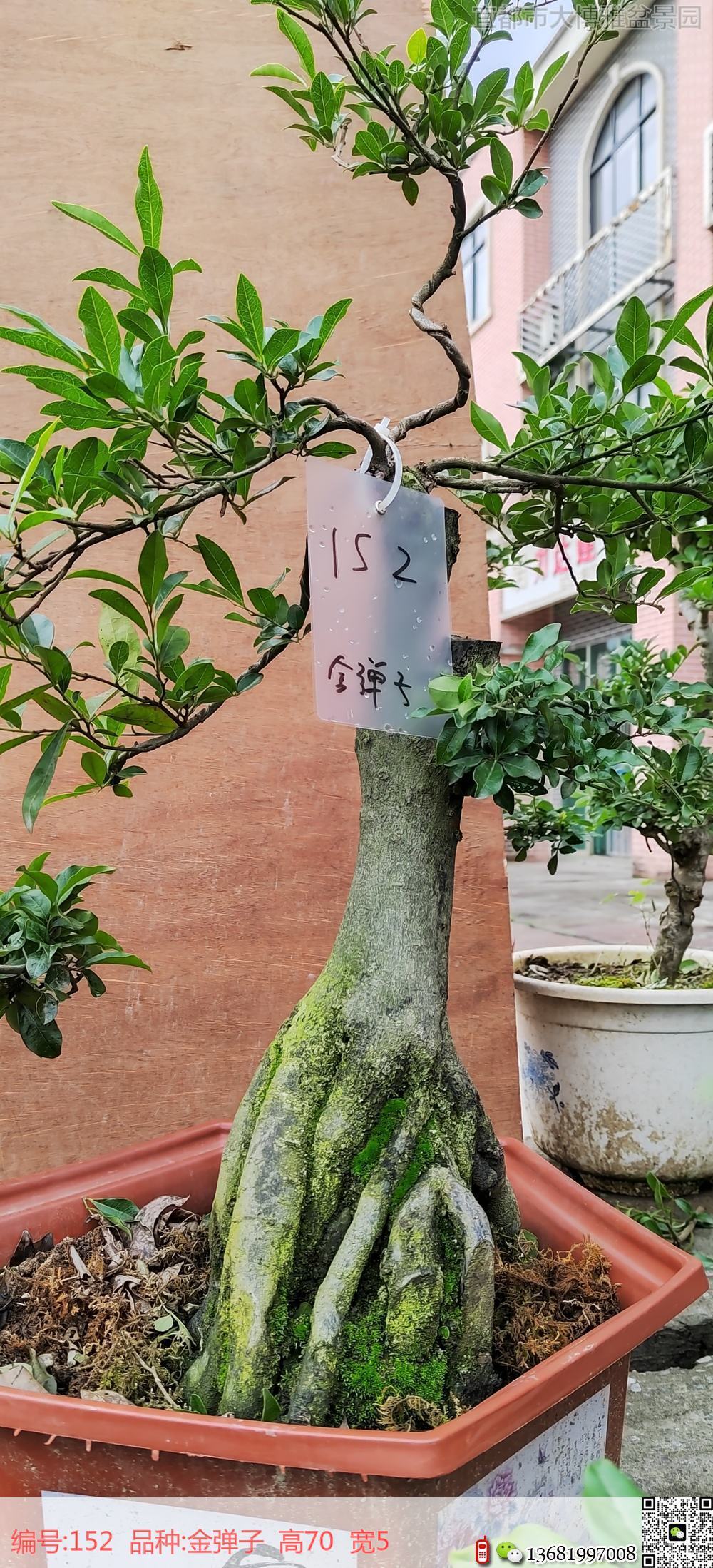 矮霸152号老鸦柿弹子树桩盆景图片上海老鸦柿弹子盆景市场